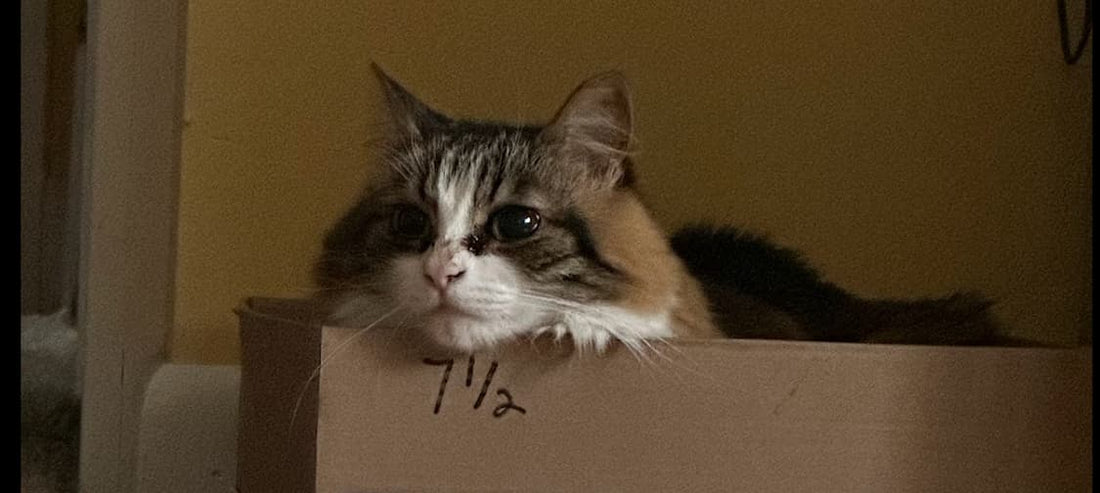 Why Your Cat Ignores Expensive Toys (And What Actually Works)