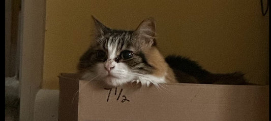 Why Your Cat Ignores Expensive Toys (And What Actually Works)