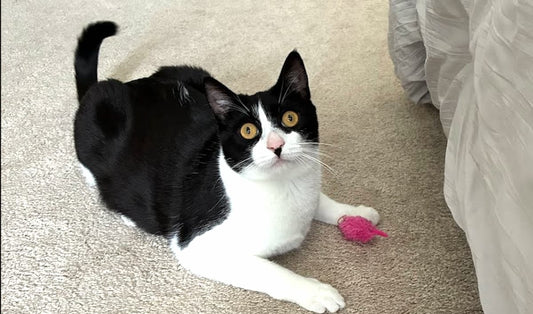 Tuxedo cat Petey with ears forward and pupils wide, alert and watching