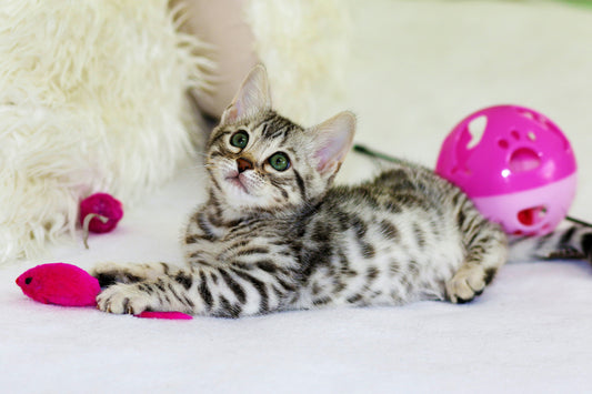 The Indoor Enrichment Crisis: Why Your Cat Is Bored (And What Actually Works)