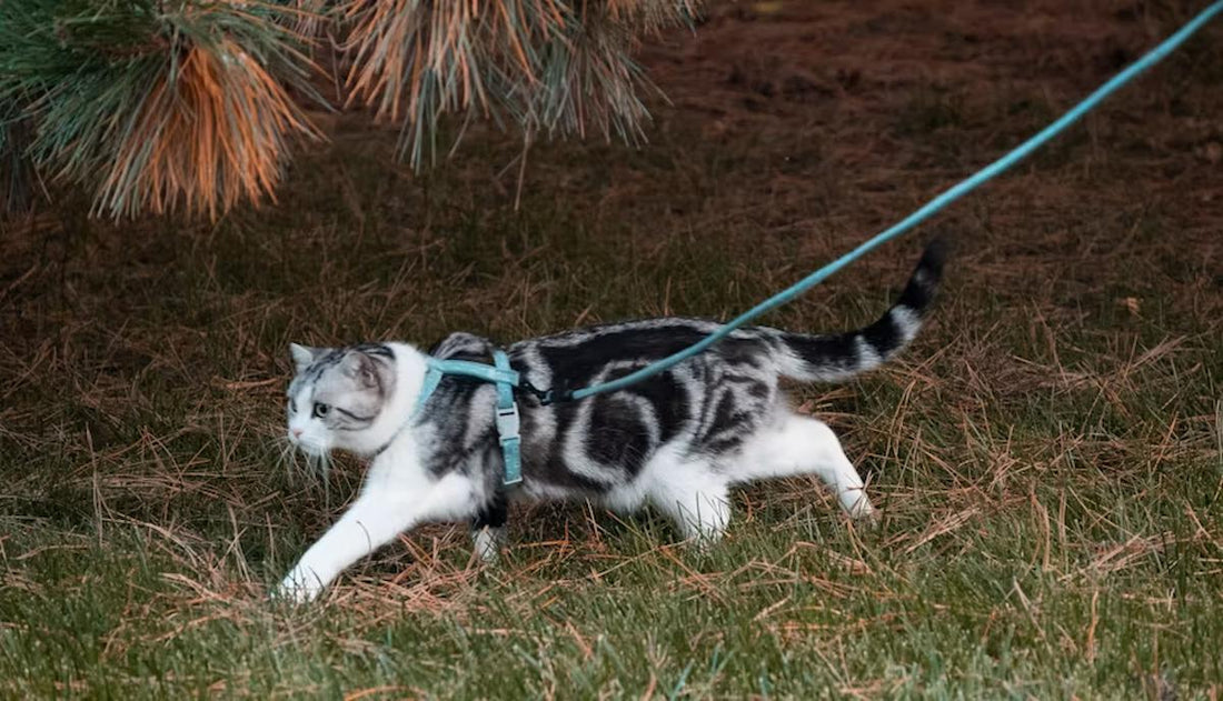 Cat Harness Training for Beginners