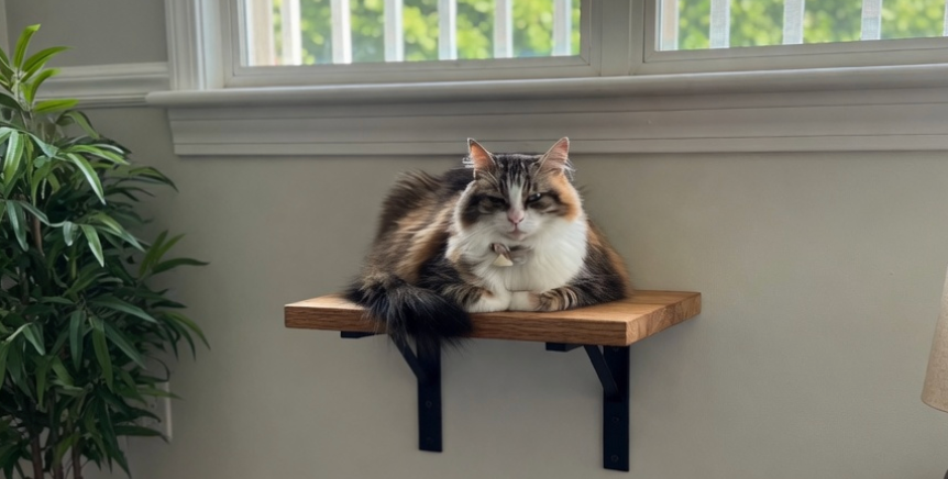 What Is Catification? (And Why Your Cat Needs It)