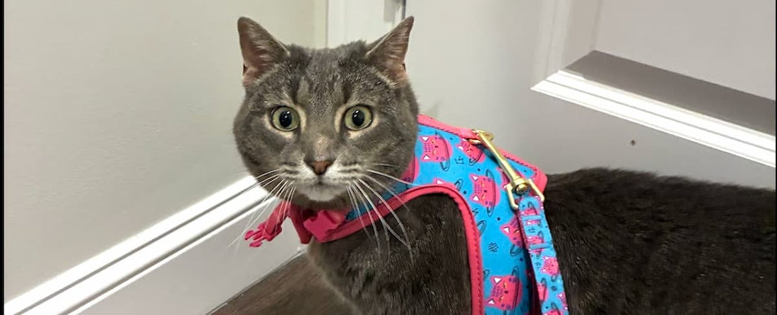 My Cat Hates Their Harness — How to Fix It