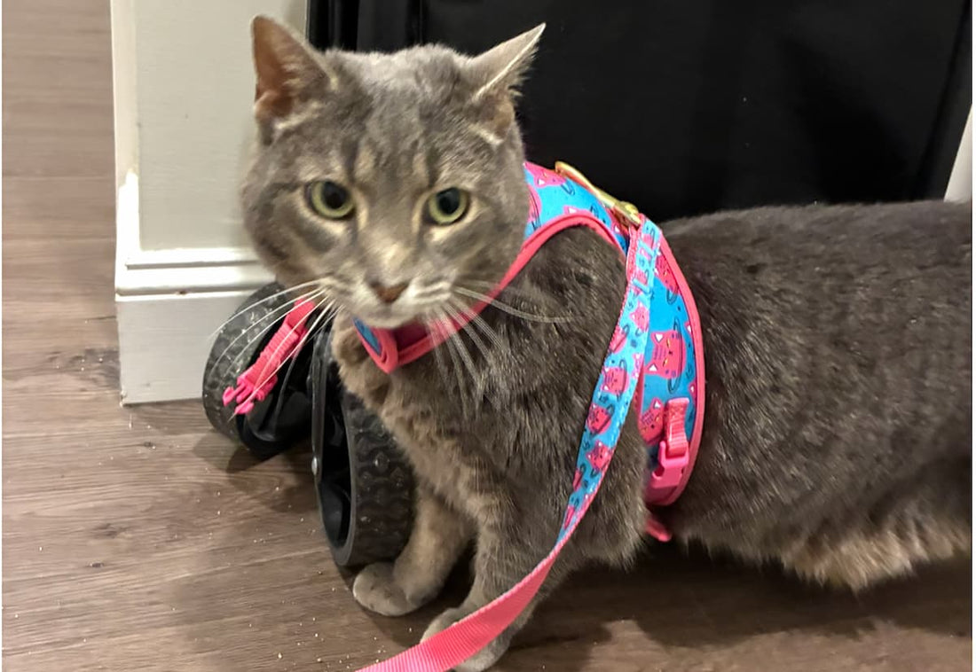 panini walking with her harness