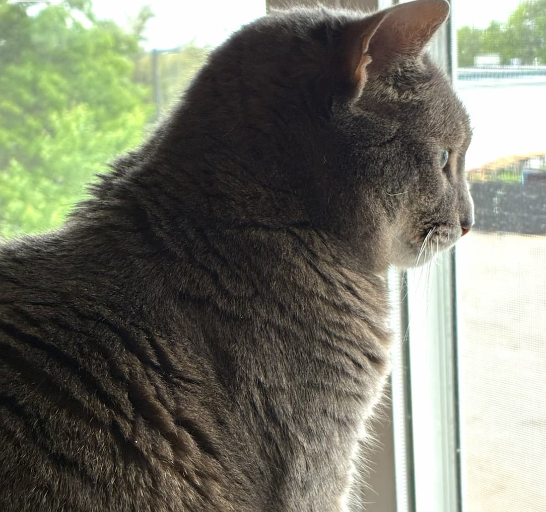 Why Your Cat Stares Out the Window All Day (And What You Can Do About It)