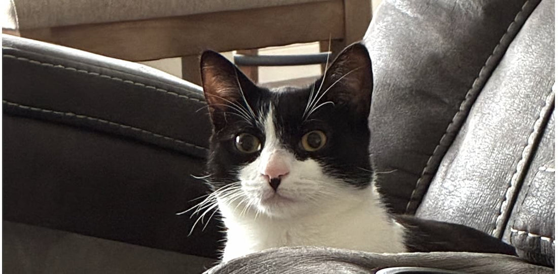 Signs Your Cat Is Stressed (And What Actually Helps)