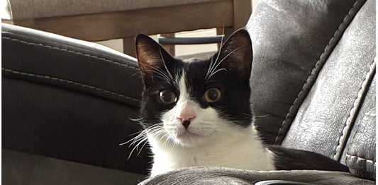 Signs Your Cat Is Stressed (And What Actually Helps)