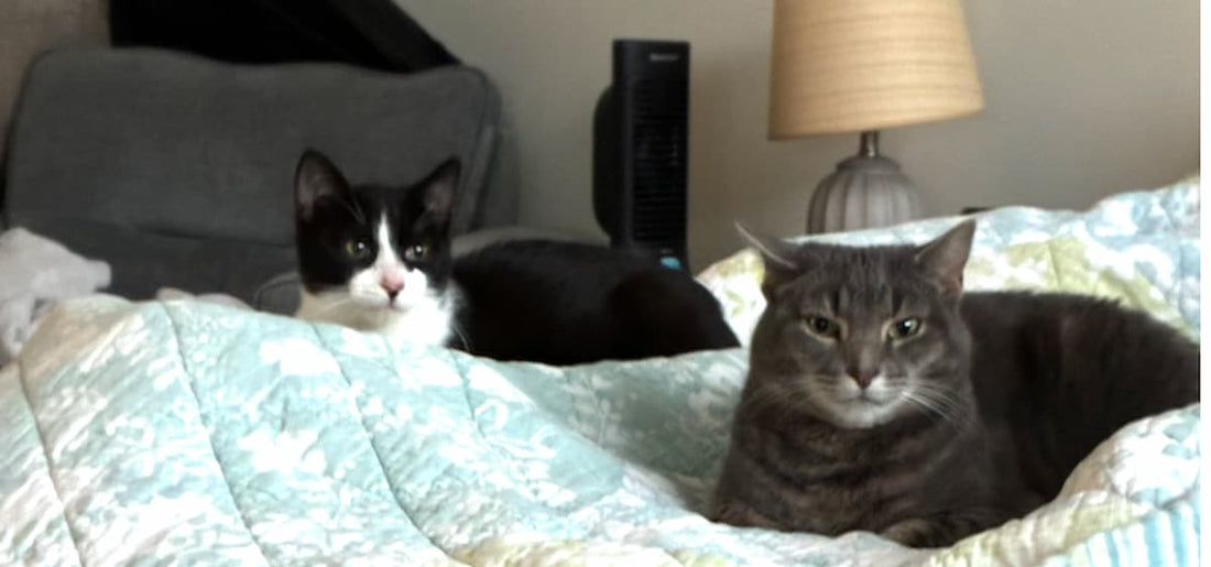 Petey and Panini resting in a quiet space on Petey's first day home.