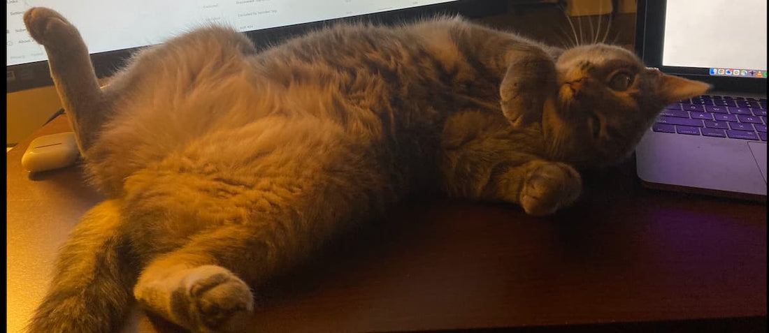 How to Keep Your Cat Busy While You Work From Home
